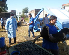 Neutering camp in Dang