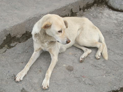 Animals in Nepal